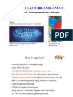 Lec. 13 Drosophila 2 PDF