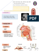 Cavidad Oral y Estudio Por Imágenes
