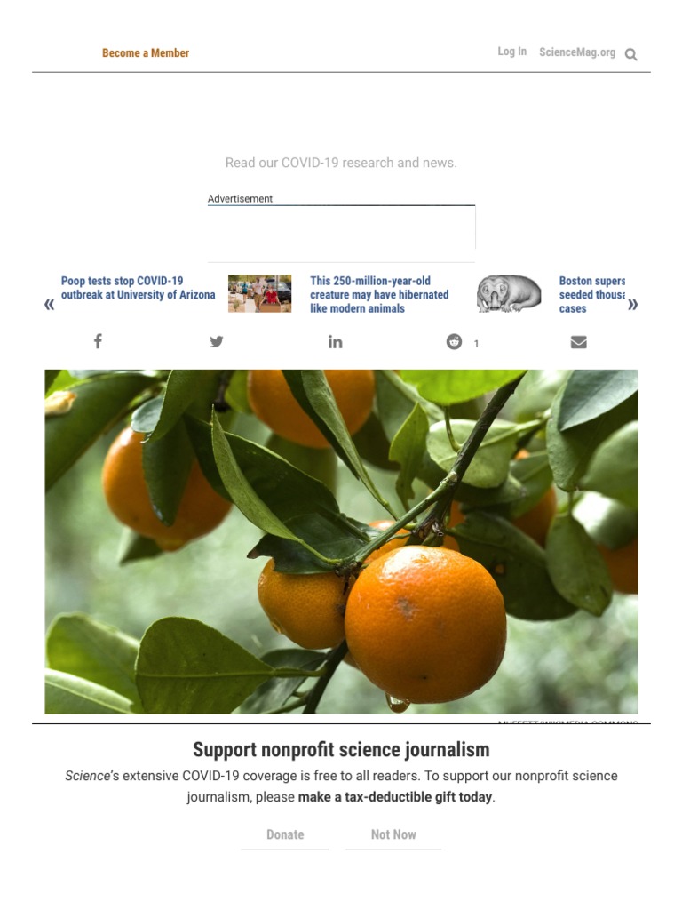 The Origin of Oranges (And Lemons) Is High in The Himalayas Science