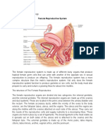 Female Reproductive System