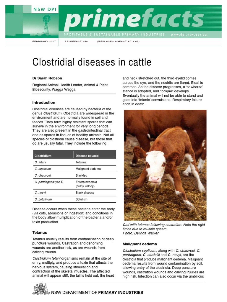 Clostridial Diseases in Cattle PDF PDF Botulinum Toxin Health