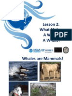 Lesson 2: What Makes A Whale A Whale?