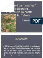 Lantana Poisoning