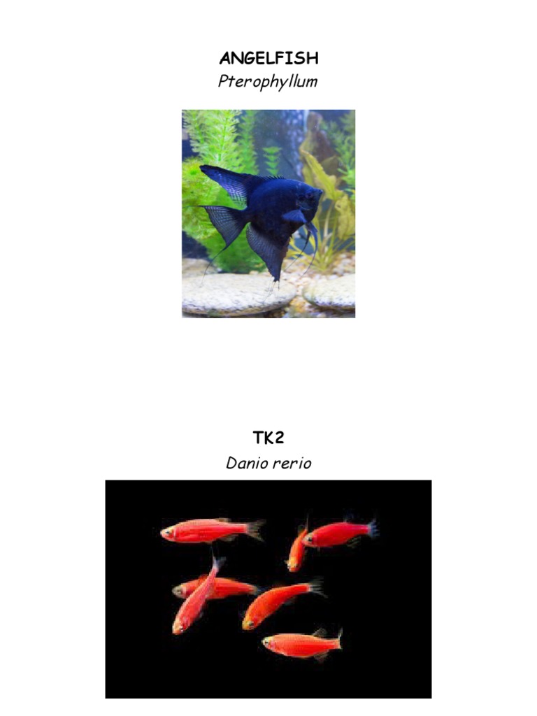 ANGELFISH | PDF