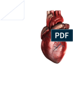 Manual Toma e Interpretacion de Electrocardiograma