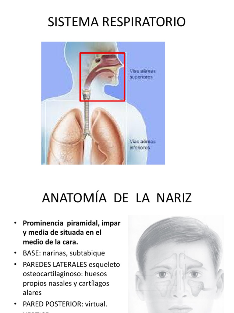 1 Anatomia y FISIOLOGIA DE LA NARIZ 1 PDF | PDF | Anatomía humana ...