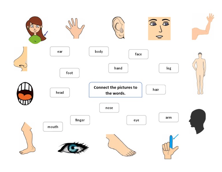 Connect Body Parts to Pictures | PDF | Language Arts & Discipline