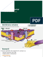 Epitelial Curs CA PDF