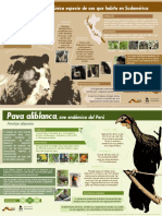 Infografías de Oso y Pava PDF