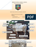 Rapipunto 2 - Bases Anatomicas y Estructuras Zootecnicas PDF
