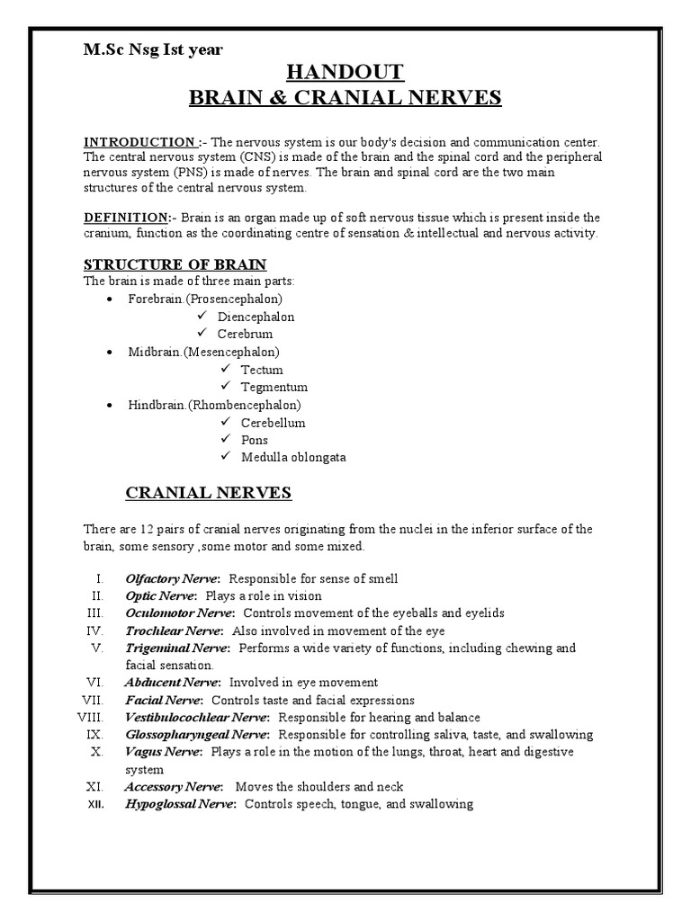 Handout Brain & Cranial Nerves: M.SC NSG Ist Year | PDF