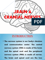Brain & Cranial Nerves