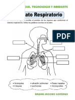 Ficha de Aparato Respiratorio para Segundo de Primaria