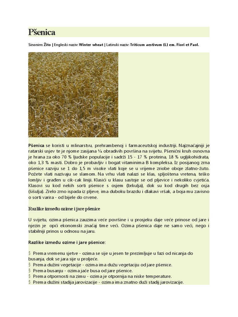Pšenica | PDF