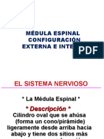 Medula Espinal