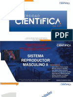 Sistema Reproductor Masculino Ii