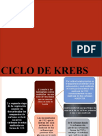 x-11 CICLO DE KREBS