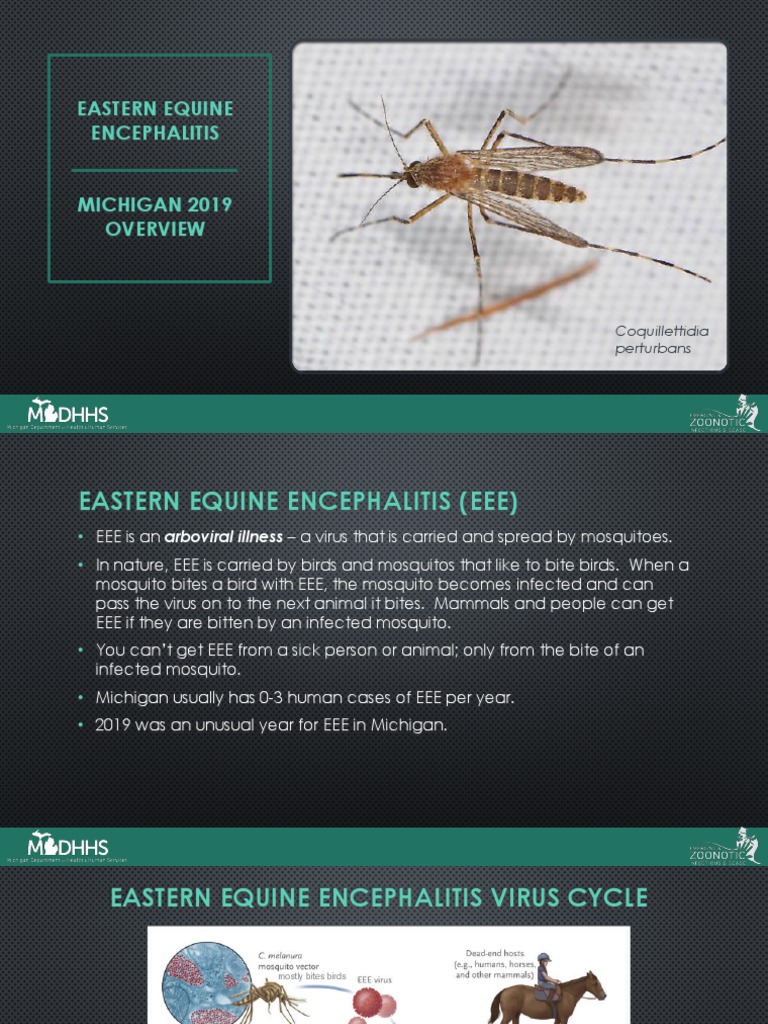 Dont Miss This Crucial Info On The Eee Outbreak In Southern New England 2025 - 4zsqe9z