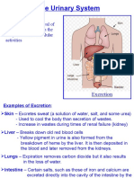 The Urinary System: Excretion: The Removal of