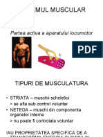 Anatomie Musculatura Presentation1