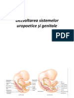 Dezvoltarea Aparatului Urogenital PDF