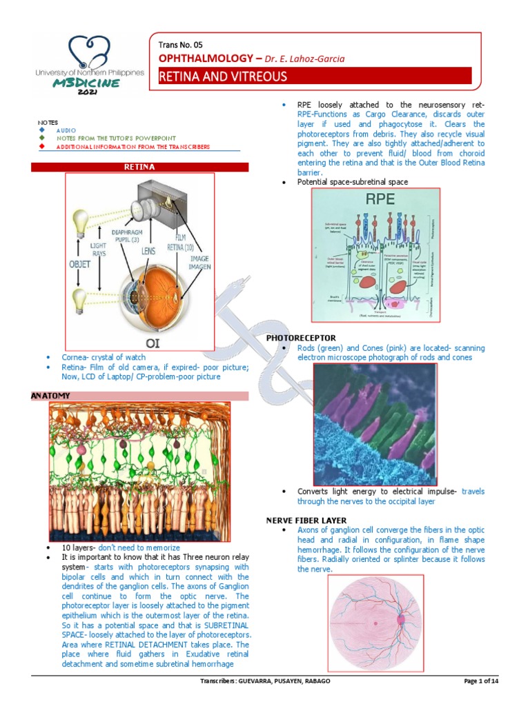 Understanding Retina and Vitreous Anatomy | PDF | Retina | Eye
