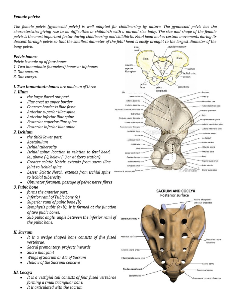 The Anatomy of the Female Pelvis and Fetal Skull: A Comprehensive
