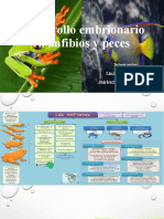 Desarrollo Embrionario en Anfibios y Peces Diapositivas