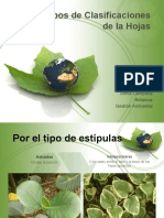 tiposdeclasificacionesdelahojas-120808225024-phpapp01.pptx