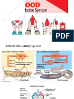 Blood Circulation System