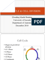 Cell Cycle & Division