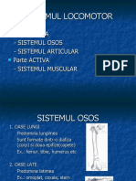 Anatomie Schelet Presentation2