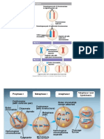 Interphase: Haploid Cells With Unreplicated Chromosomes