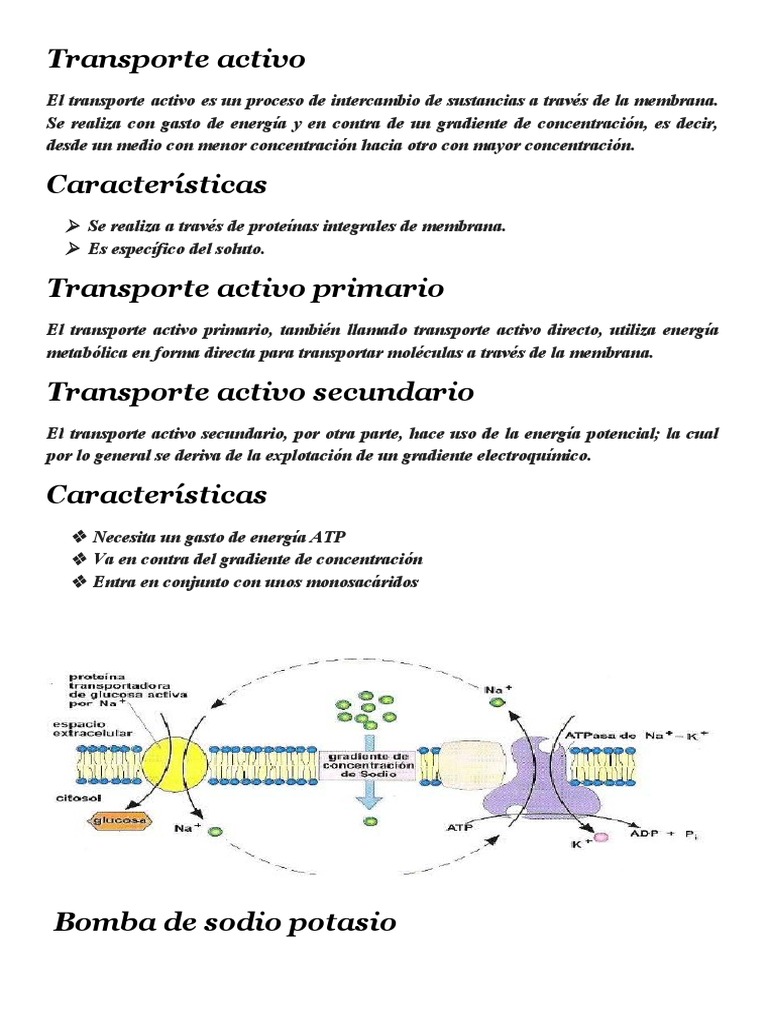 Transporte Activo Primario y Secundario | PDF | Ciencia y matemáticas, image size:768x1024