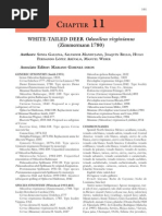 Download White-tailed deer Odocoileus virginianus Zimmermann 1780 by Salvador Mandujano Rodrguez SN47486441 doc pdf