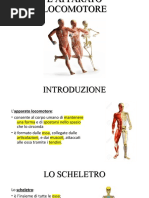 l'apparato locomotore
