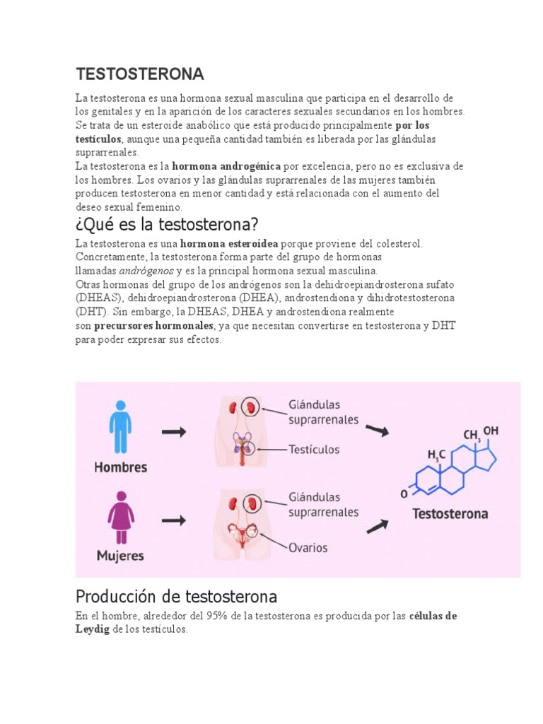 Testosterona | PDF | Testosterona | Andrógino