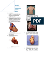 guia-de-anatomia-cardiaca-udes
