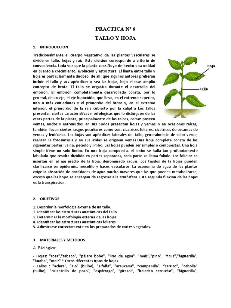 Morfología de Tallos y Hojas en Plantas | PDF | Hoja | Tallo de la planta