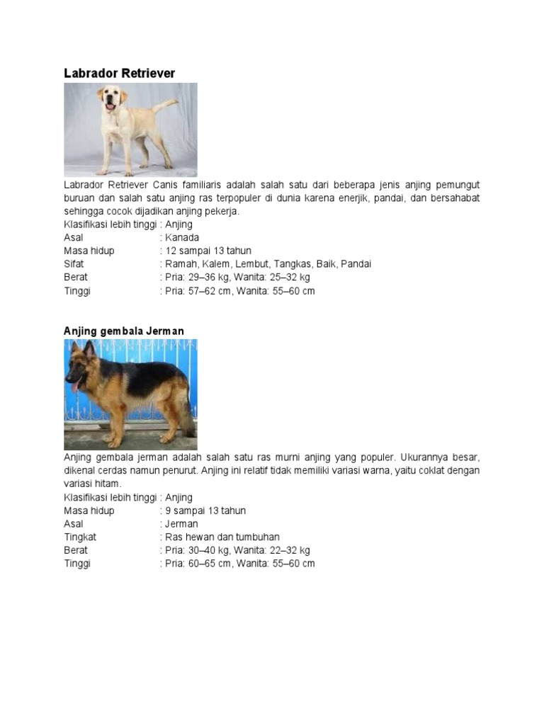Klasifikasi dan Ciri Anjing Labrador | PDF