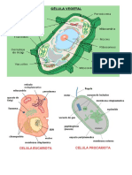 vegetal eucariota y proca