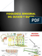 FISIOLOGÍA SENSORIAL IV (OLFATO Y GUSTO).pptx