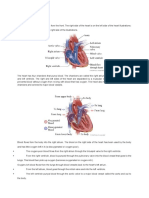 Cardiac Cycle