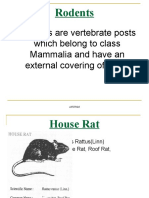 Rodents Are Vertebrate Posts Which Belong To Class Mammalia and Have An External Covering of Hairs