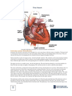 Human Heart PDF