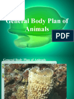 Bio3: General Body Plan of Animals