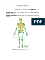 Sistema Esqueletico, Tegumentario, Respiratorio y Reproductor