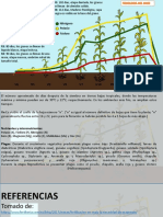 Fenologia Del Maiz