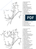 External carotid　1