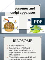 Ribosomes and Golgi Apparatus